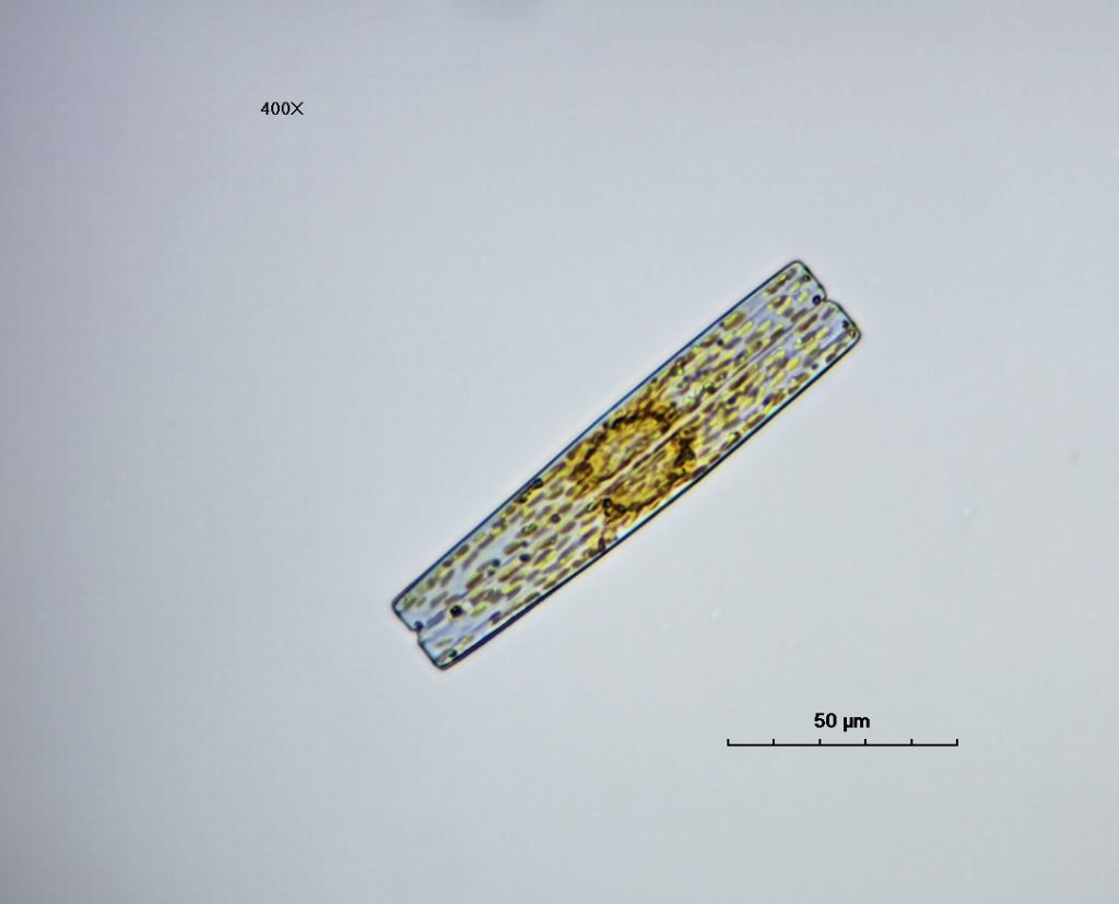 Ardissonia fulgens (esemplare vivo)